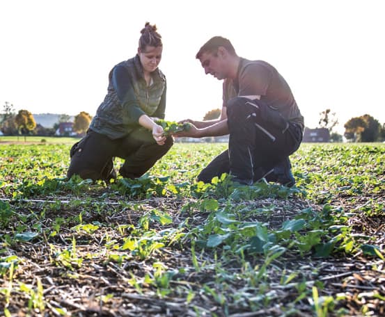 Two people in a field examining a plant.